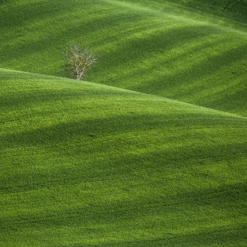 Walnut tree in a field of young wheat, Monferrato, Piedmont, Italy