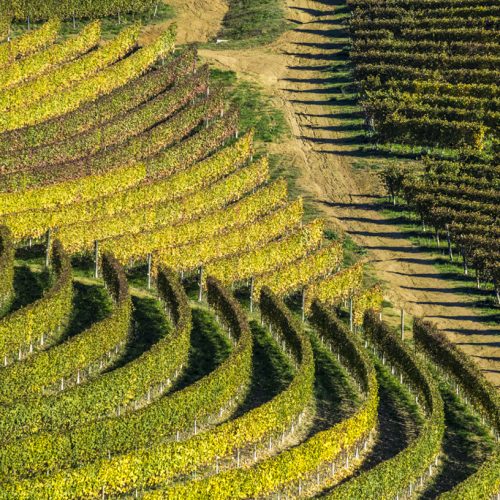 Vineyard in autumn at Grazzano Badoglio, Basso Monferrato