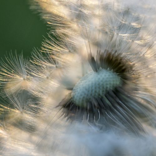 Dandelion seed head