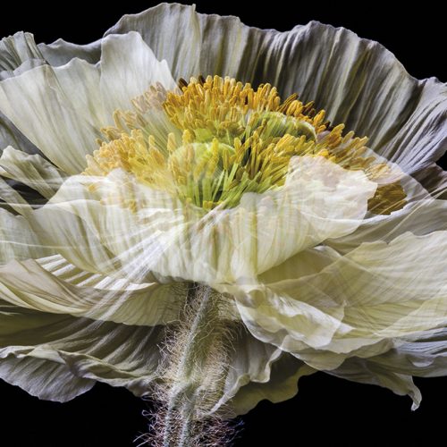 Icelandic poppy