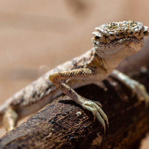 Arabian Toad-headed Agama, Phrynocephalus arabicus