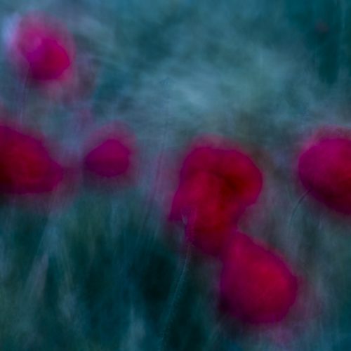 wild poppies at dusk