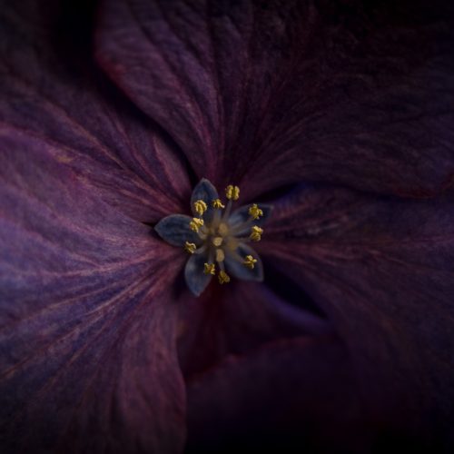Purple hydrangea (Hydrangea macrophylla)