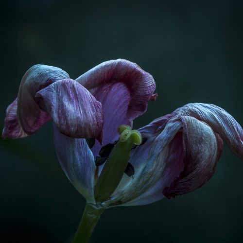 Dying tulip at dusk