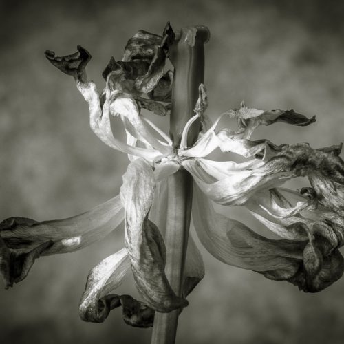Dying tulip