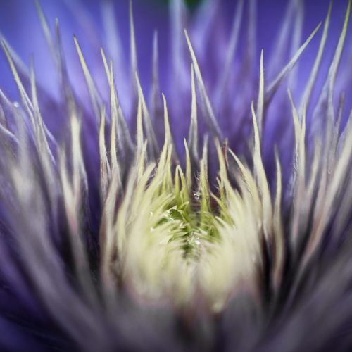 in the heart of a clematis