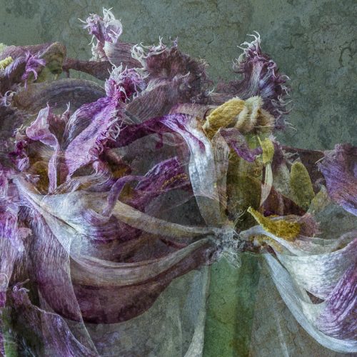 Black parrot tulips