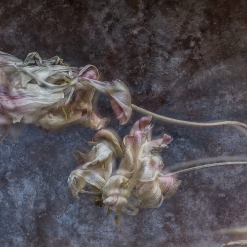 Dried tulips