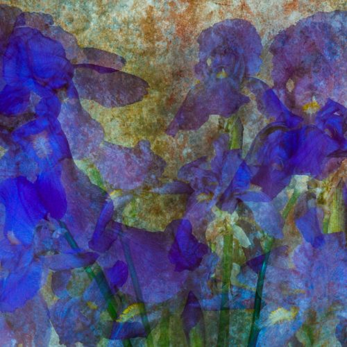 Blue iris (Iris versicolor)