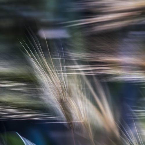 Wild barley