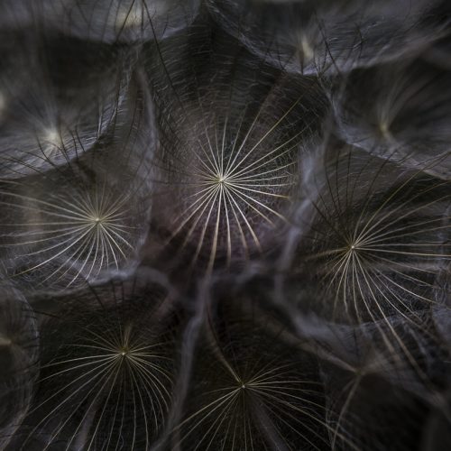 Goat's beard seeds (Tragopogon pratensis)