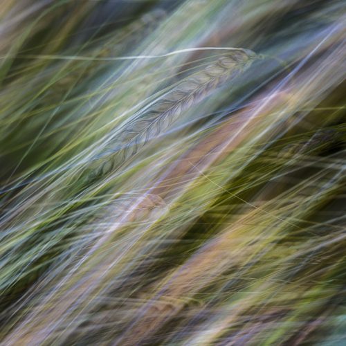 Barley seed heads