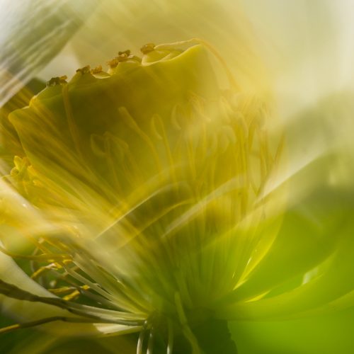 Inside a lotus flower (Nelumbo nucifera)