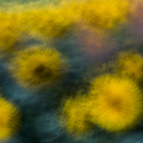 Sunflowers in twilight