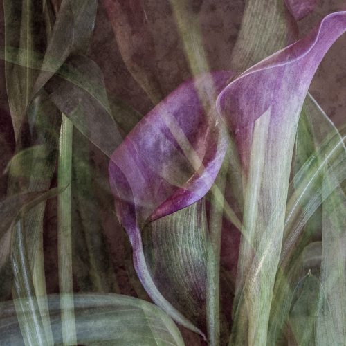 Calla lilies (Zantedescia aethiopica)