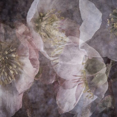 Christmas roses (Helebore niger)