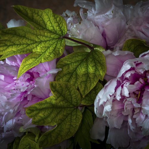 Tree peonies (Paeonia suffruticosa)