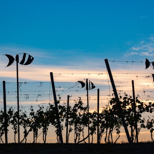 Giorgia's iron fish float above a vineyard. They are inspired by fossils of sea creatures found in the area from when the territory was once under the sea