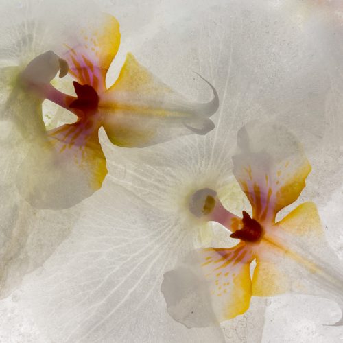 White orchids