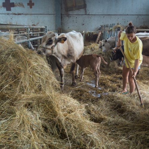 Gloria feeds hay to her cattle