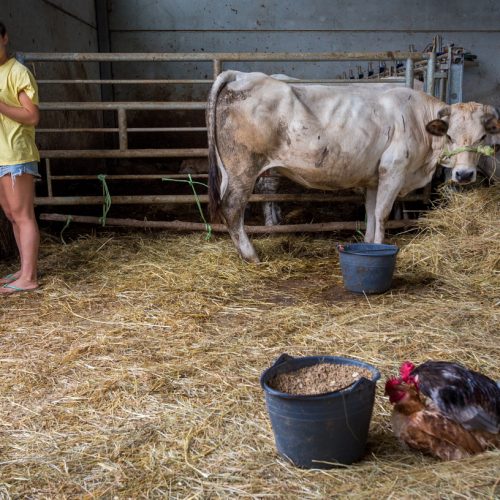 An enthusiastic cockeral disturbs the peace on the farm