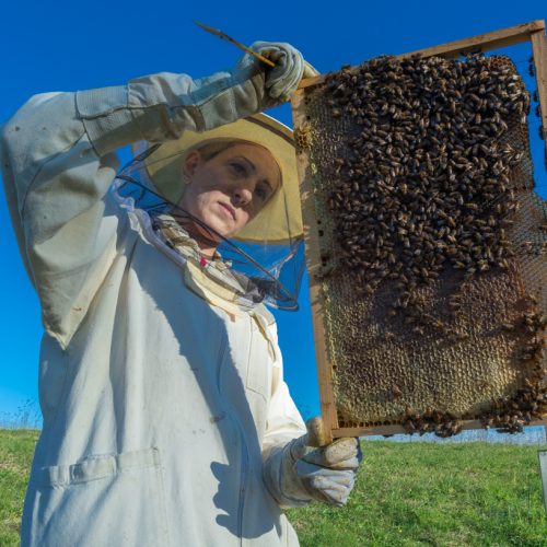 Silvia examines a frame from one of her hives