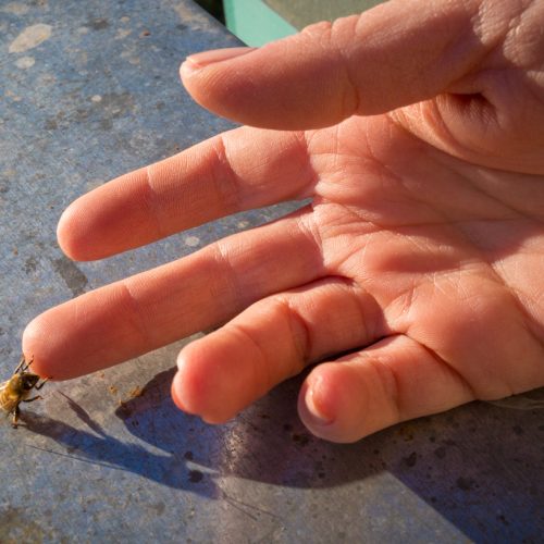 Silvia is fascinated by bees, and knows they will not harm her unless provoked