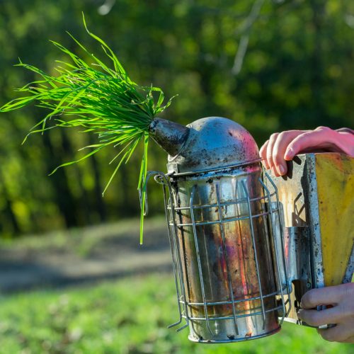 Silvia puts grass in the bee smoker to stop it smoking