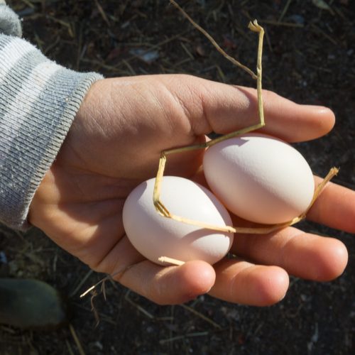 Gloria collects fresh eggs