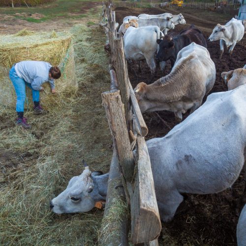 Gloria feeds her cattle hay during the winter