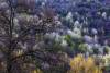 Trees in blossom