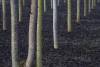 Poplar plantation near Barbaresco,  Langhe. Piedmont, Italy