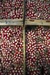 Radishes in Dijon market, France.