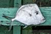 Freshly caught fish in the fishing-boat. Montego Bay, Jamaica, West Indies