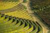 Vineyard in autumn at Grazzano Badoglio,Basso Monferrato, Piedmont, Italy