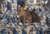 cow among the pigeons, Durbar Square, Kathmandu, Nepal