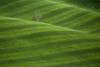 Walnut tree in a field of young wheat, Monferrato, Piedmont, Italy